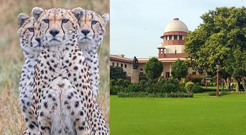 Don't make it a prestige issue_ Supreme Court tells Centre on Cheetah deaths