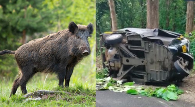 Female driver dies after auto overturns after being hit by wild boar