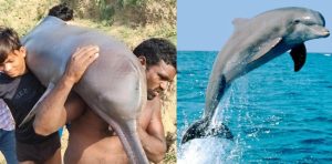 Fishermen eat dolphin after catching it from yamuna