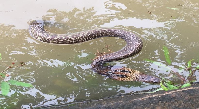 Monsoon_ Watch out for poisonous snakes