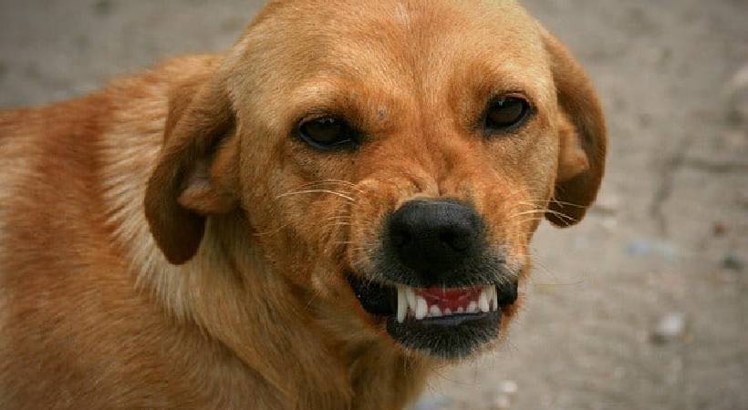 11 year old attack by stray dogs