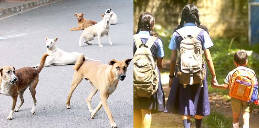 Stray dog attack school holiday