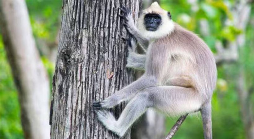 Hanuman the monkey who had jumped was found inside the zoo