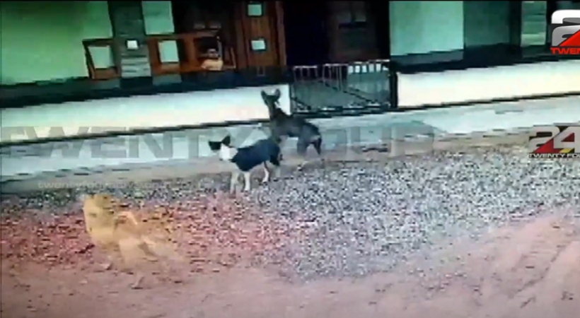 boy escaped dog attack