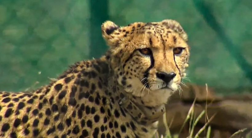 gag order on introduction Cheetah project by Indian wildlife authorities