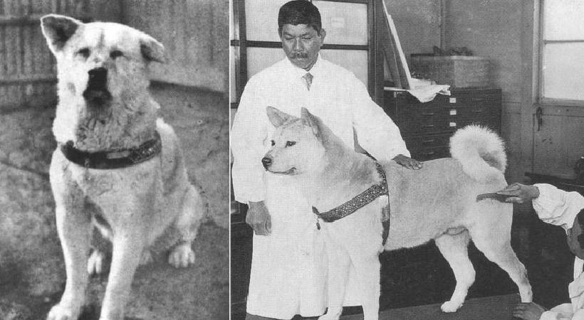 Japan celebrates 100th birth anniversary of world's most loyal dog Hachiko