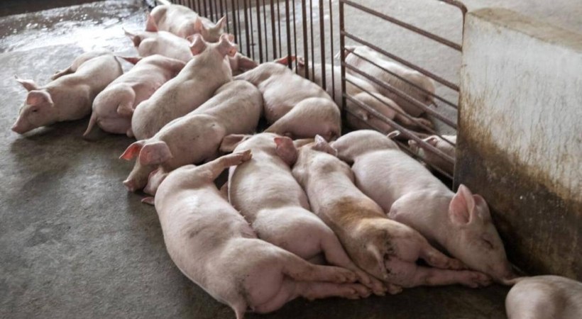 kasaragod pig fever update
