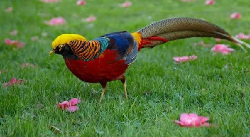 Lady Amherst's Pheasant bird missing from Thrissur zoo