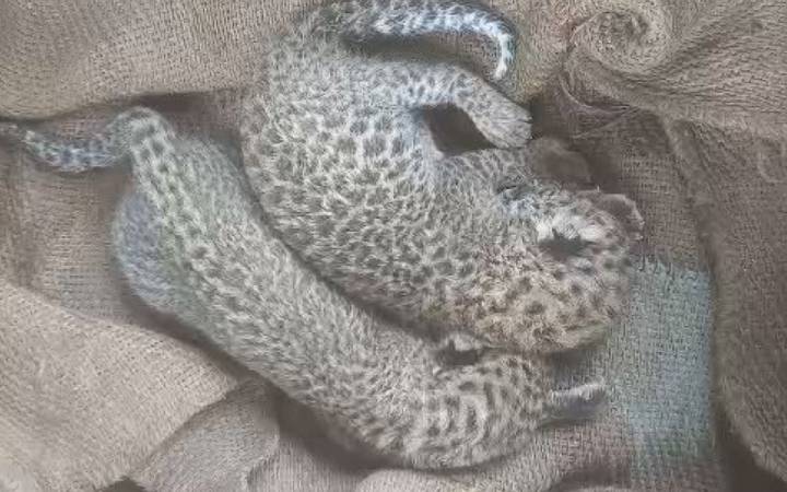 leopard Cub