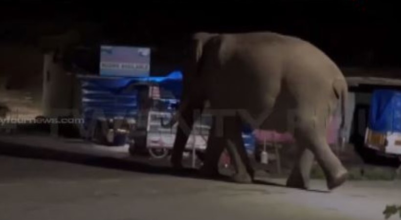 Wild elephant Padayappa Munnar