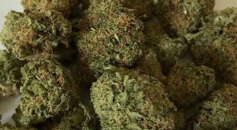palakkad cannabis 3 held