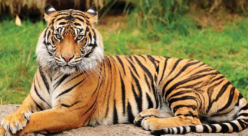 India has 75% of world's tiger population
