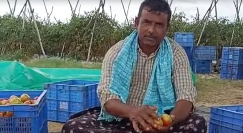 tomato farmer 4 cr in 45 days