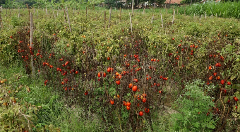 tomato farmer guarding murder