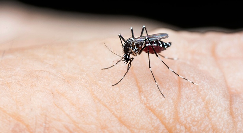 vigilance against dengue fever and rabies should continue