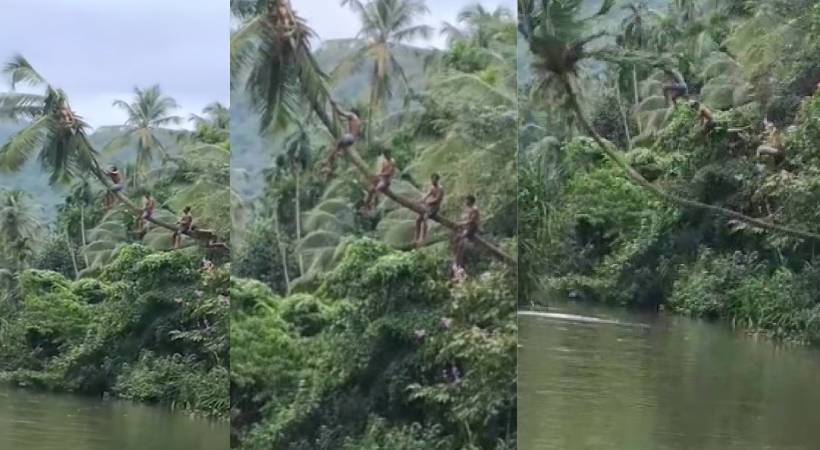 Coconut tree fell down through river