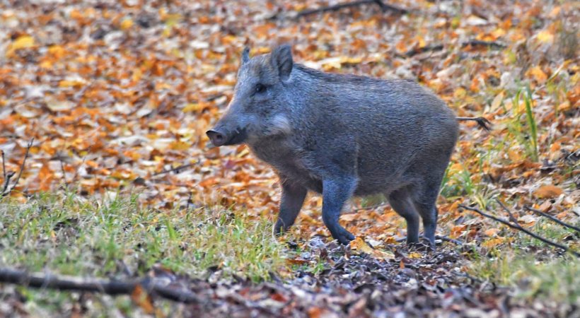 wild boar caused an accident in Balussery