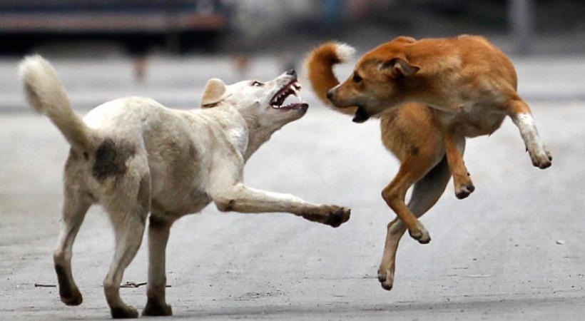 A 4-year-old boy was attacked by stray dogs in Guruvayur