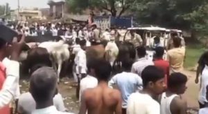 Case Against 90 People For Blocking UP Minister's Convoy With Stray Cattle