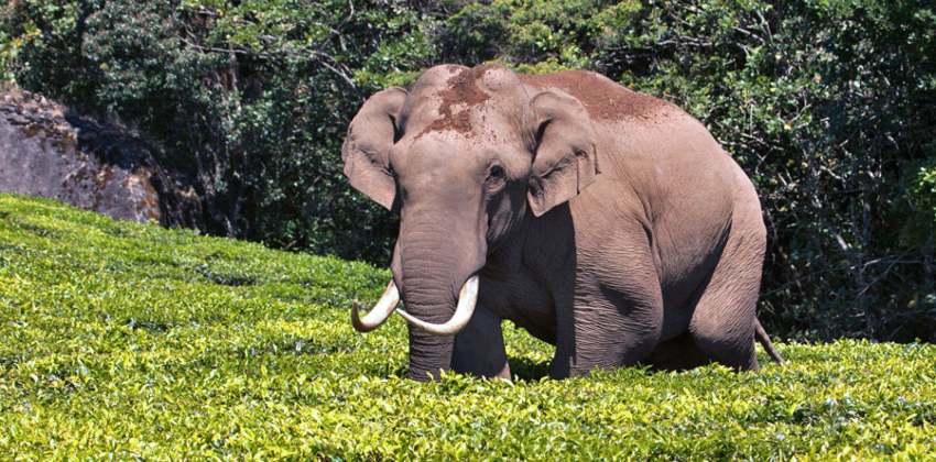 Elephant Padayappa attack in Marayoor