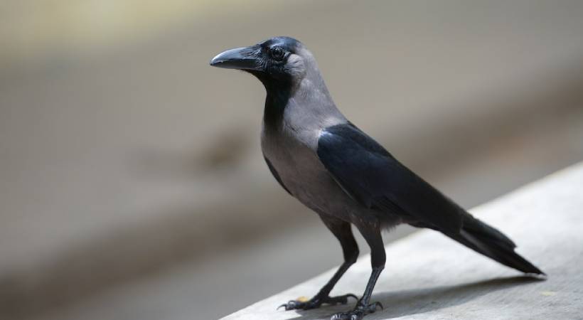 Indian crow