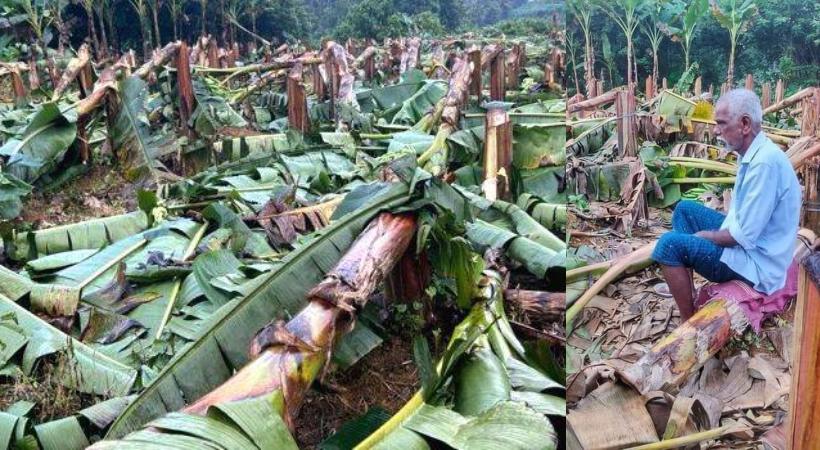 KSEB plantains cutting incident_ Human Rights Commission files a case