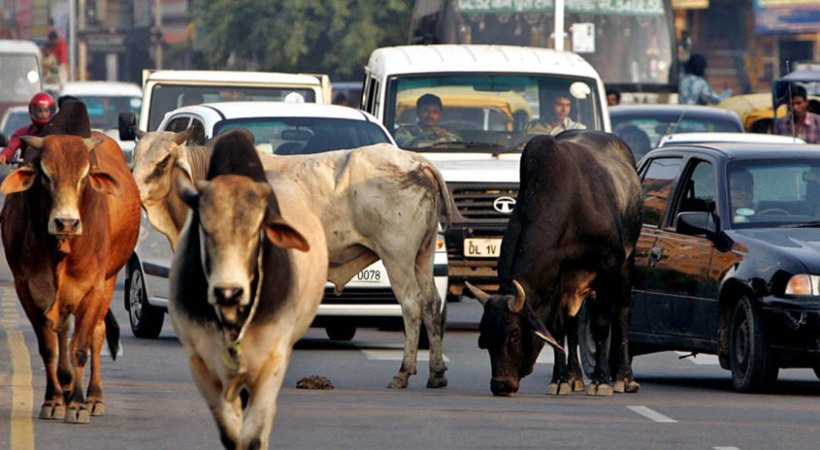 'Keep Stray Animals Off Highways'_ Nitin Gadkari To States