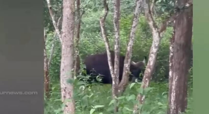 muthanga wild elephant attack towards bike riders