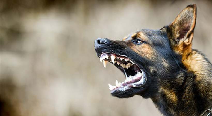 stray dog which attacked 15 people found dead