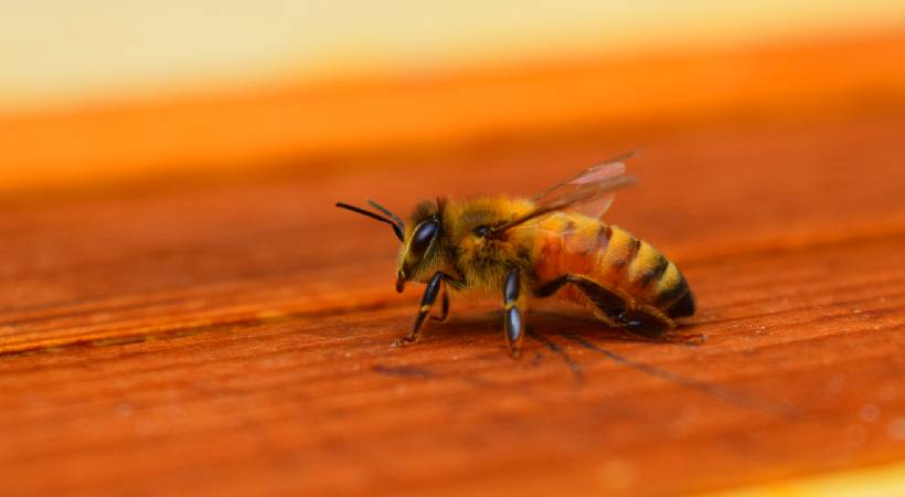 honey bee stung excise office