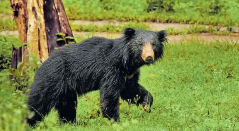 One injured in bear attack in Vitura