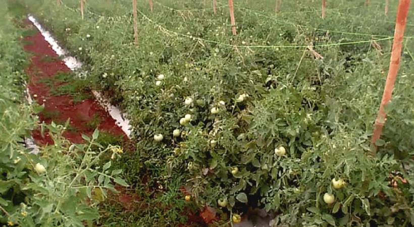 police step up security to the tomato plantations