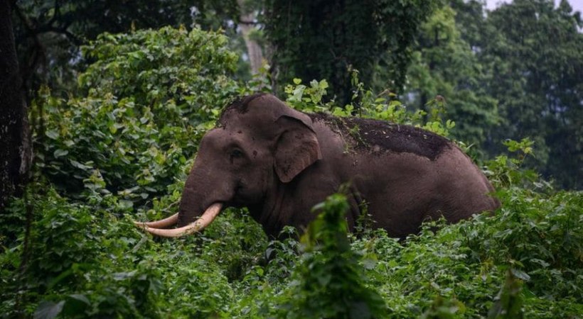 Wild Elephant Attacked a Cow in Attapadi