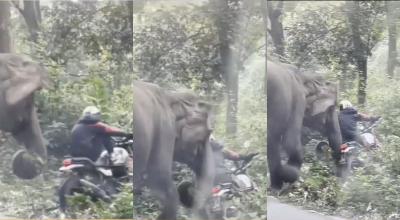 Youth miraculously escaped from a elephant attack