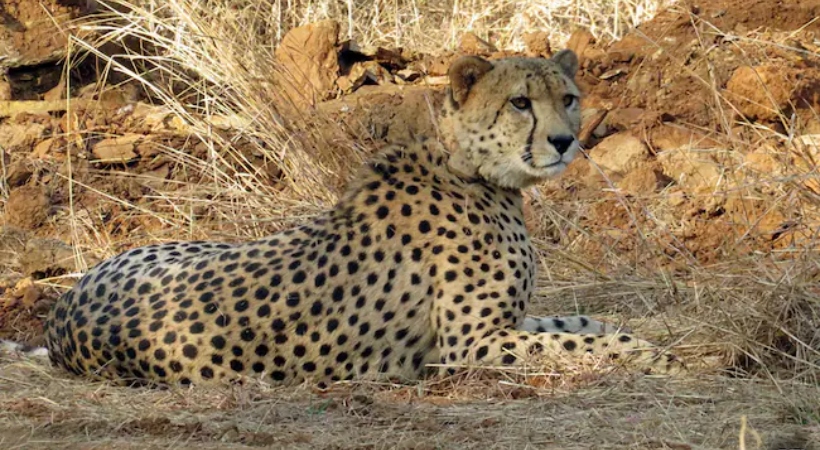 another cheetah death kuno national park