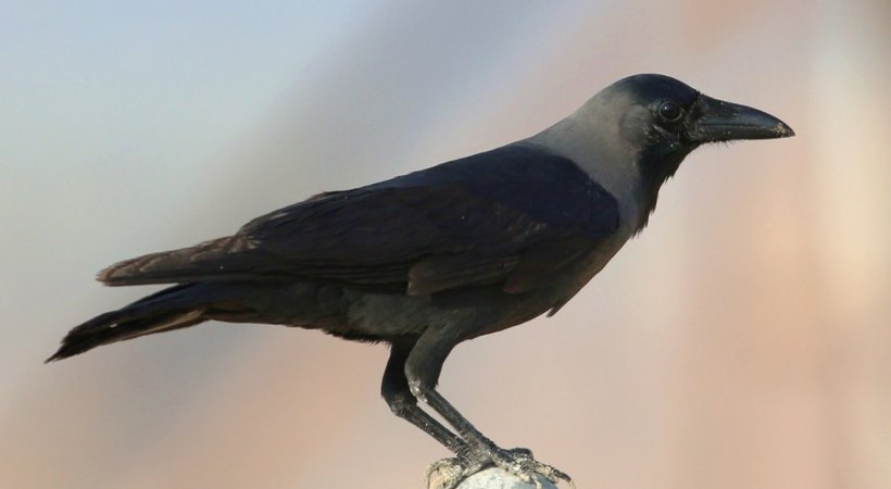 actions to exterminate Indian crows that have migrated to Saudi Arabia