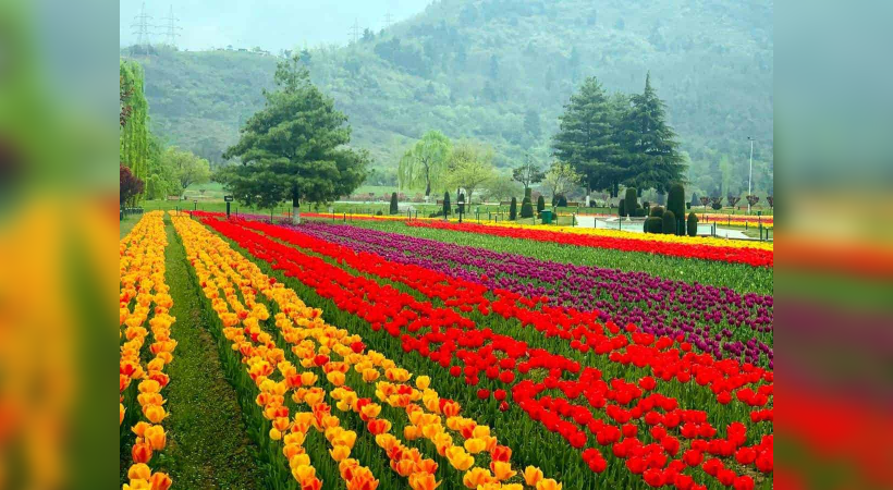 Srinagar’s Tulip Garden enters World Book of Records