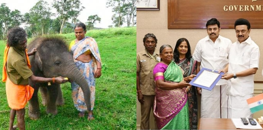 elephant-whisperers-fame-belli-appointed-as-the-cavady-of-theppakkadu-elephant-camp