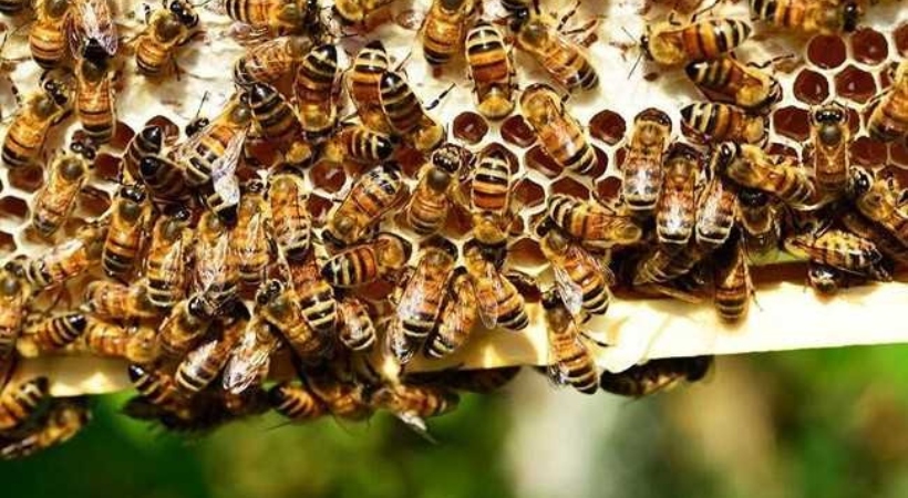 madhyapradesh bee attack death