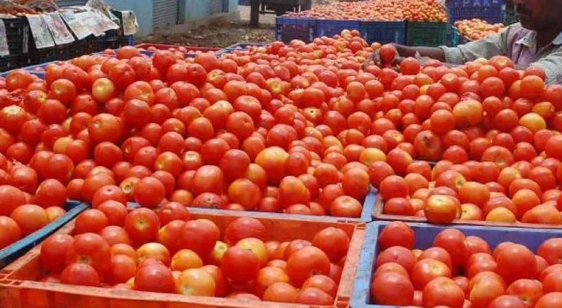 missing-tomato