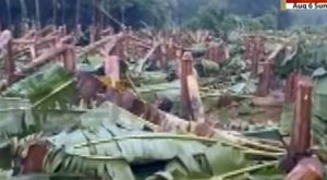 KSEB destroyed banana plantation in Muvattupuzha Puthupadi