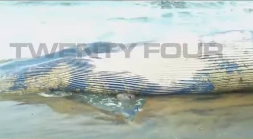 Kozhikode whale deadbody found