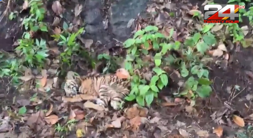 Tiger was found injured in Pathanamthitta