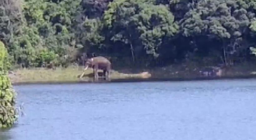 Arikomban spotted near residential area