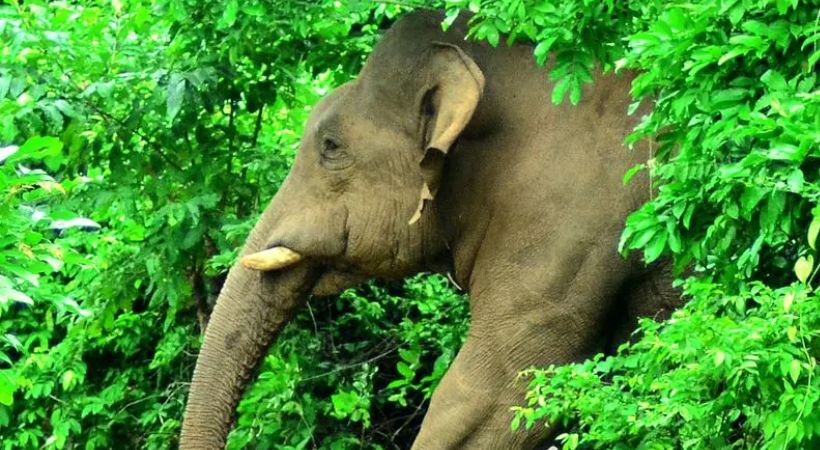 Forest watcher died in wild elephant attack