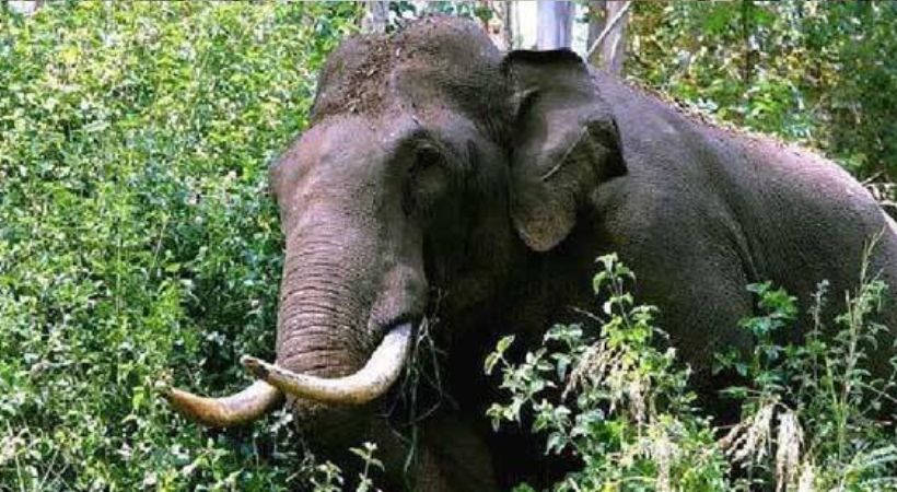 Forest department watcher killed in elephant attack Relatives Protest