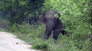 Palakkad tribal men injured by wild elephant attack