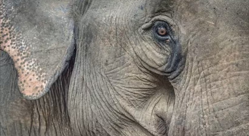 Wild elephant died at Chittar