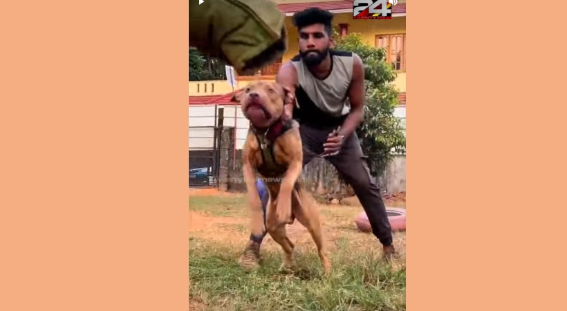 dogs cannabis police custody