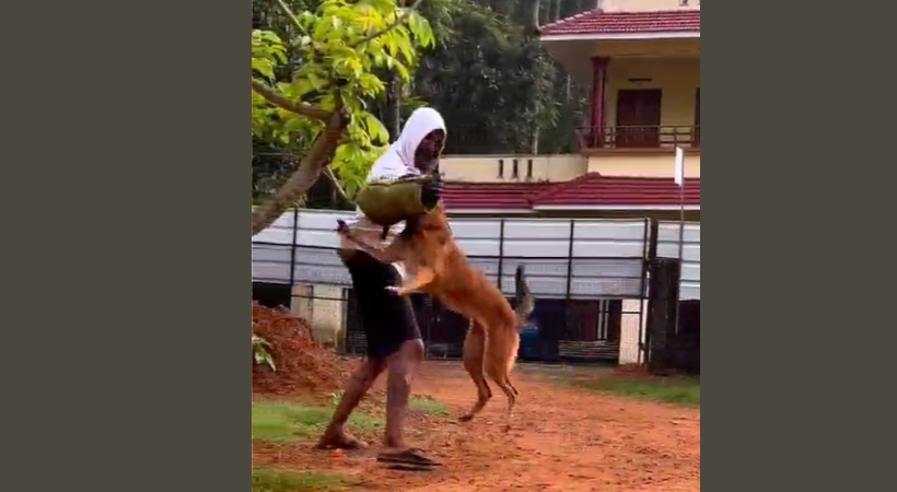 dogs cannabis robin goonda
